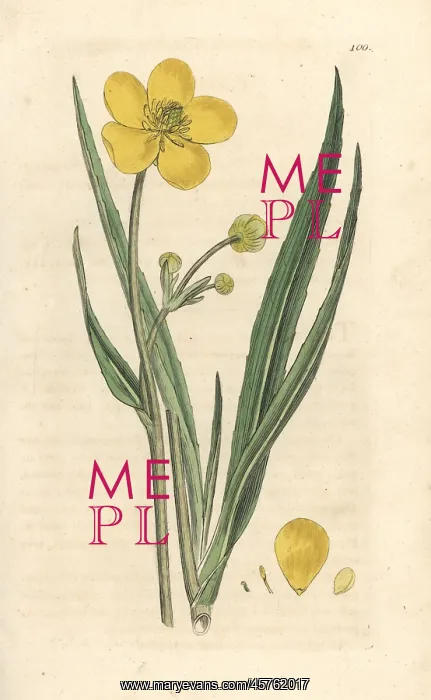 : Great spearwort, Ranunculus lingua : Great spearwort, Ranunculus lingua