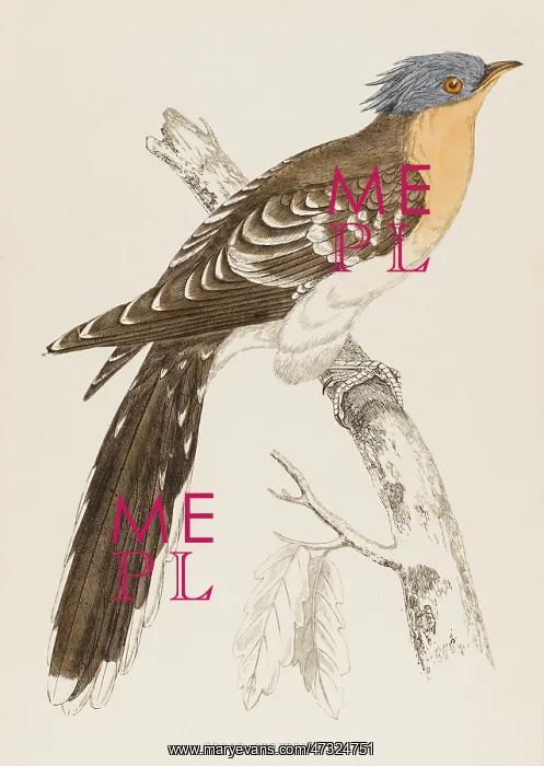  : GREAT SPOTTED CUCKOO