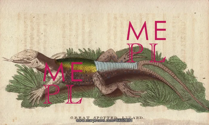 : Great spotted lizard with a forked or double : Great spotted lizard with a forked or double