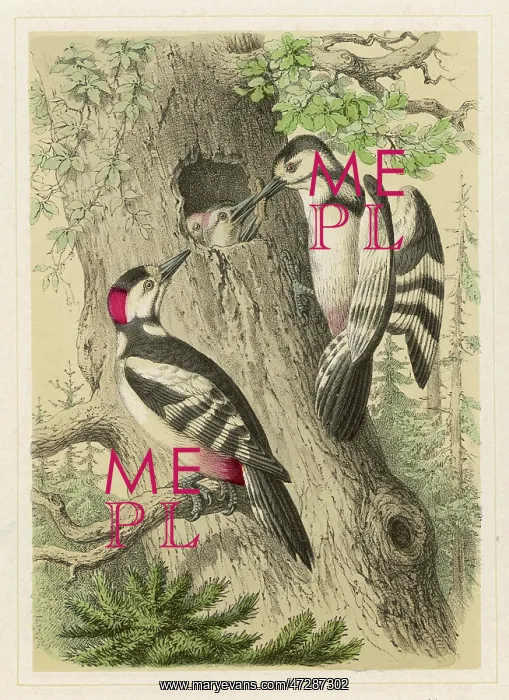 : GREAT SPOTTED WOODPECKER : GREAT SPOTTED WOODPECKER