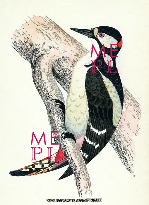  : GREAT SPOTTED WOODPECKER