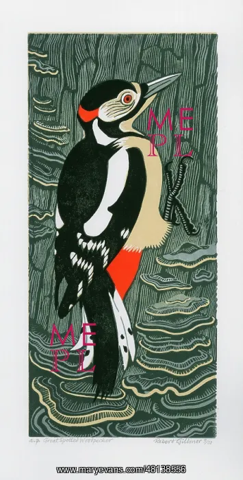 : Great Spotted Woodpecker : Great Spotted Woodpecker