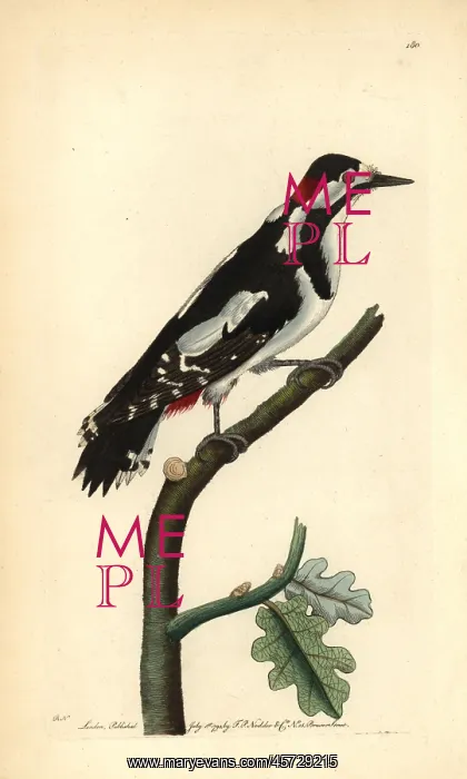 : Great spotted woodpecker, Dendrocopos major : Great spotted woodpecker, Dendrocopos major