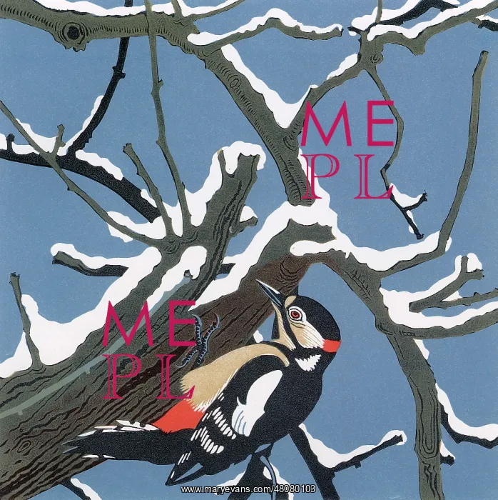 : Great Spotted Woodpecker, Winter by Robert Gillmor : Great Spotted Woodpecker, Winter by Robert Gillmor