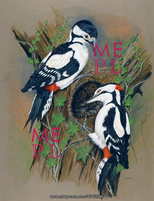  : Great Spotted Woodpeckers