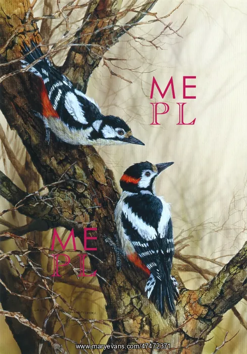 : Great Spotted Woodpeckers : Great Spotted Woodpeckers
