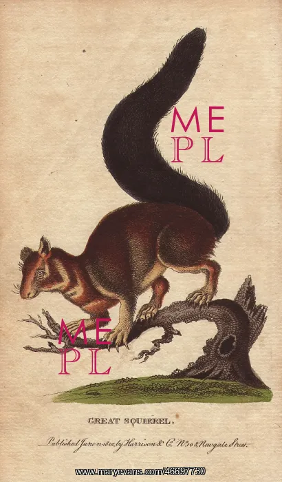 : Great squirrel, Malabar squirrel, Indian giant : Great squirrel, Malabar squirrel, Indian giant