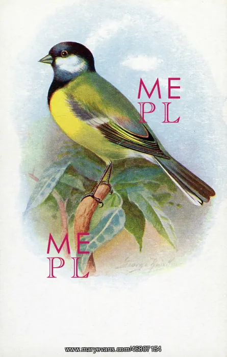 : Great Tit : Great Tit