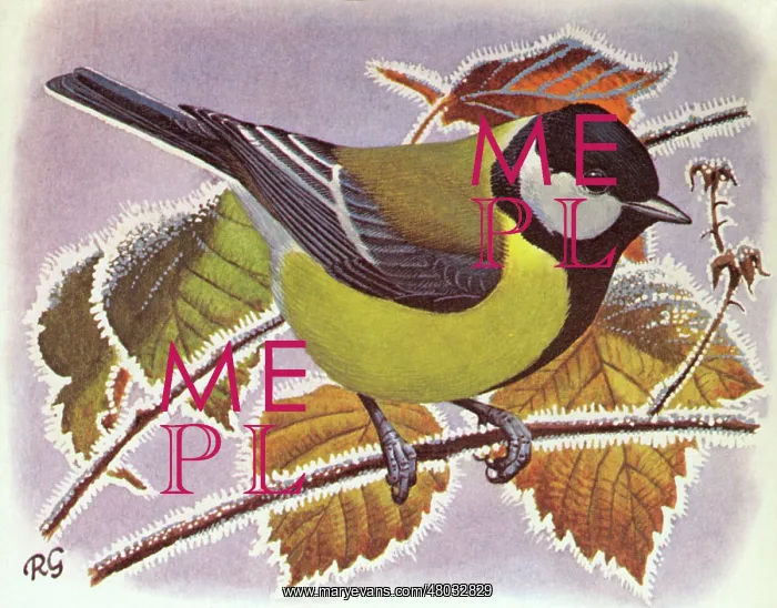 : GREAT TIT(Parus major) : GREAT TIT(Parus major)