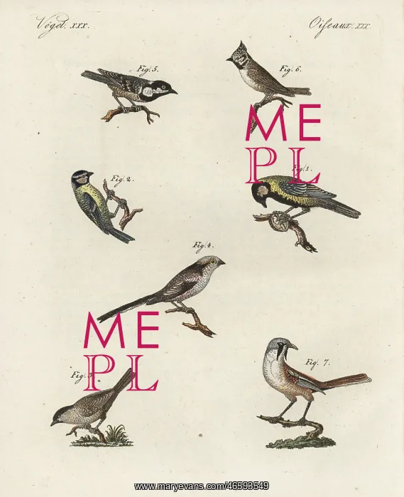 : Great tit, blue tit, marsh tit, coal tit, crested : Great tit, blue tit, marsh tit, coal tit, crested