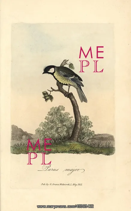 : Great tit, great titmouse, Parus major : Great tit, great titmouse, Parus major