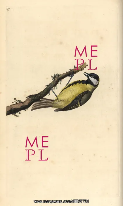 : Great tit, Parus major : Great tit, Parus major
