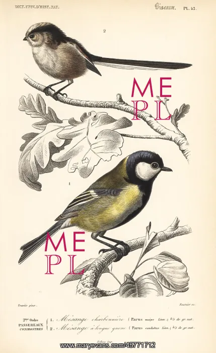 : Great tit, Parus major, and long-tailed tit : Great tit, Parus major, and long-tailed tit