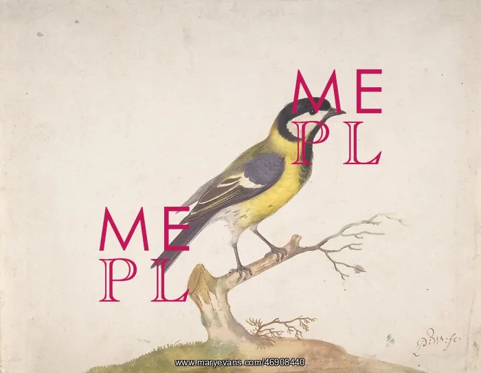 : A Great Titmouse (Parus major) Perched on a Branch : A Great Titmouse (Parus major) Perched on a Branch