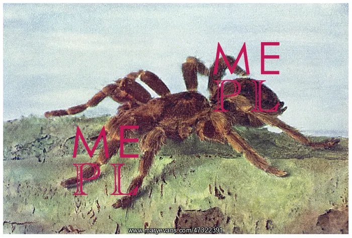  : GREAT TREE SPIDER