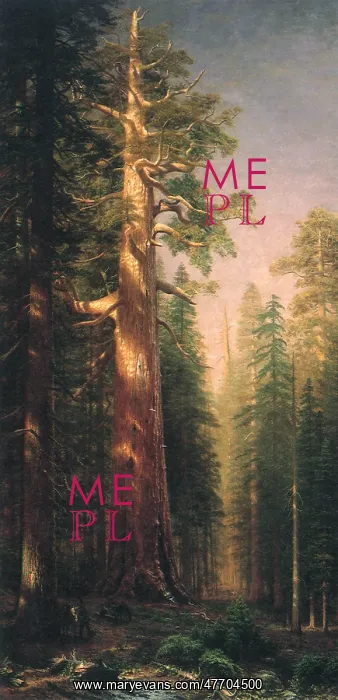  : The Great Trees, Mariposa Grove