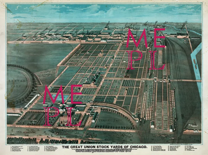 : The Great Union Stock Yards of Chicago : The Great Union Stock Yards of Chicago