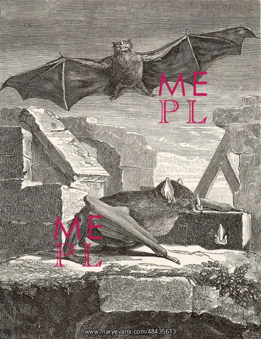 : The Great Vampire Bat from Guyana. Engraving from : The Great Vampire Bat from Guyana. Engraving from