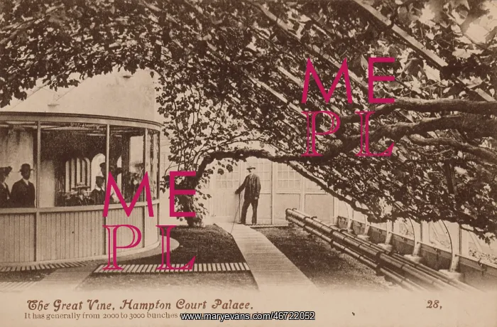 : The Great Vine, Hampton Court Palace : The Great Vine, Hampton Court Palace