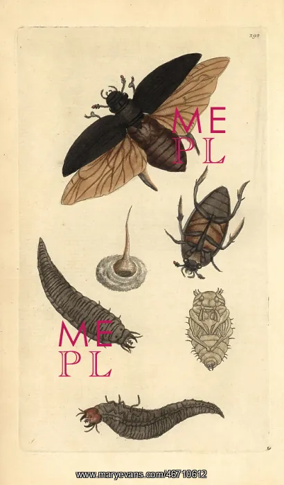 : Great water beetle, Dyticus piceus : Great water beetle, Dyticus piceus