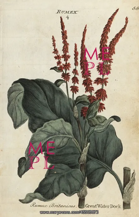 : Great water dock, Rumex hydrolapathum : Great water dock, Rumex hydrolapathum