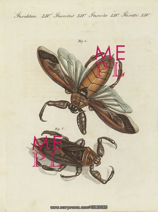 : Great water-scorpion or aquatick bug of Surinam : Great water-scorpion or aquatick bug of Surinam