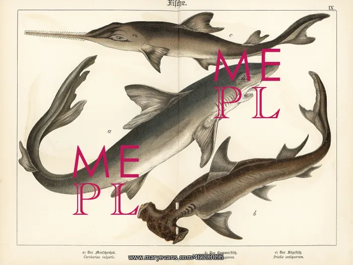 : Great white, hammerhead shark and sawfish : Great white, hammerhead shark and sawfish