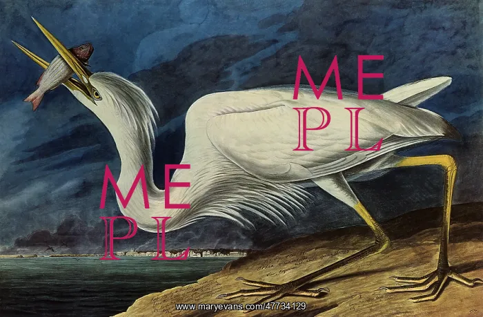  : Great White Heron