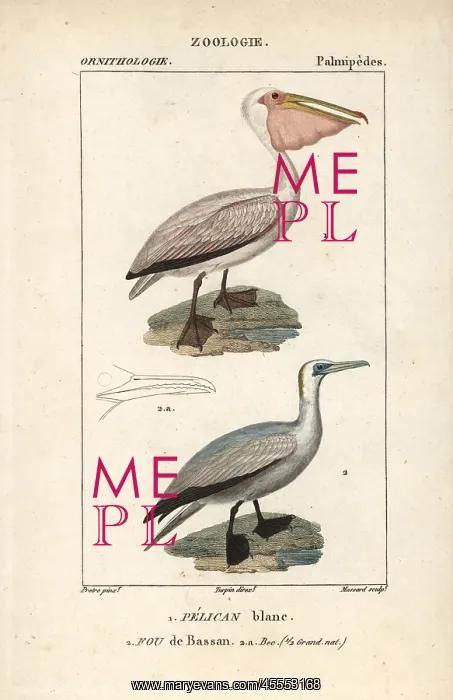 : Great white pelican, Pelecanus onocrotalus : Great white pelican, Pelecanus onocrotalus