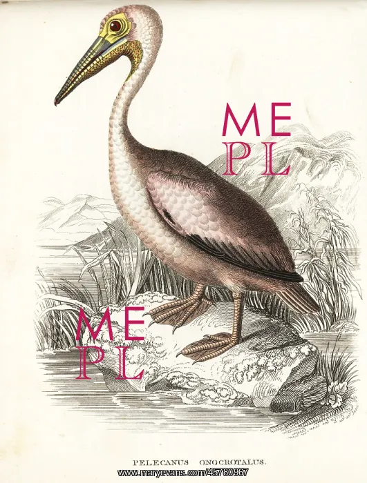 : Great white pelican, Pelecanus onocrotalus : Great white pelican, Pelecanus onocrotalus