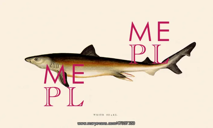  : Great White Shark