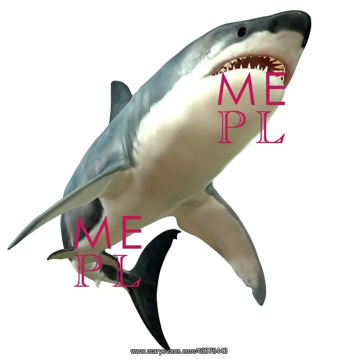 : Great White Shark : Great White Shark