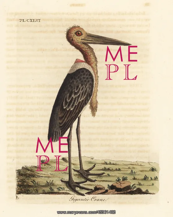: Greater adjutant, Leptoptilos dubious. Endangered : Greater adjutant, Leptoptilos dubious. Endangered