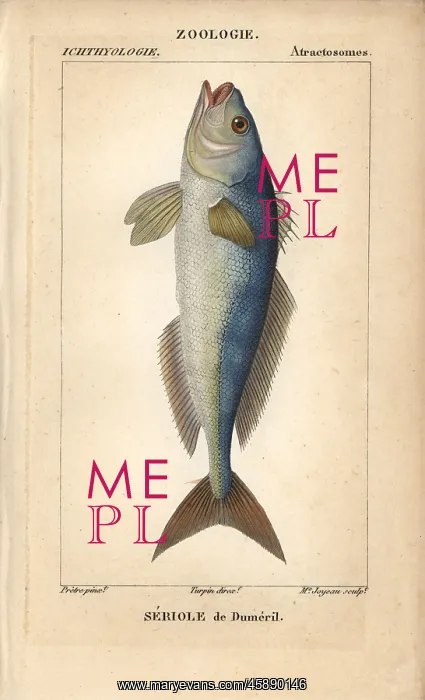 : Greater amberjack, Seriola dumerili : Greater amberjack, Seriola dumerili
