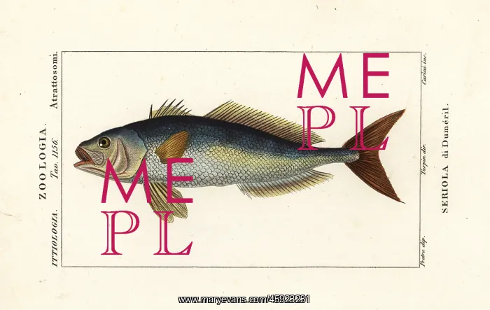 : Greater amberjack, Seriola dumerili : Greater amberjack, Seriola dumerili