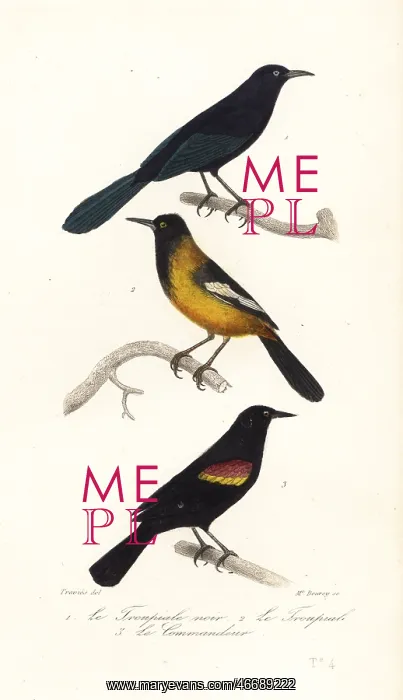 : Greater Antillean grackle, Audubon's oriole and : Greater Antillean grackle, Audubon's oriole and