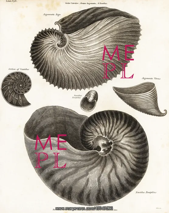 : Greater argonaut, glassy nautilus and chambered nautilus : Greater argonaut, glassy nautilus and chambered nautilus