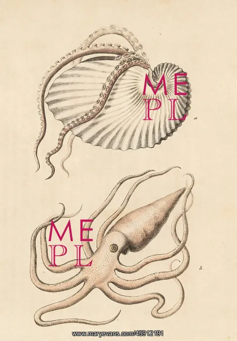 : Greater argonaut octopus, Argonaut argo : Greater argonaut octopus, Argonaut argo