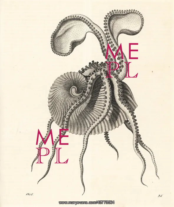 : Greater argonaut octopus, Argonauta argo : Greater argonaut octopus, Argonauta argo