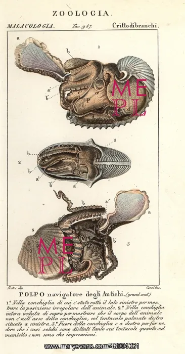 : Greater argonaut octopus, Argonauta argo : Greater argonaut octopus, Argonauta argo