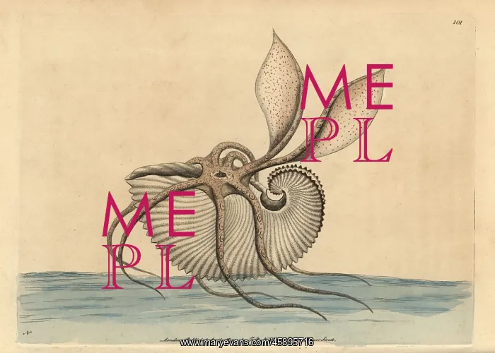 : Greater argonaut octopus, Argonauto argo : Greater argonaut octopus, Argonauto argo