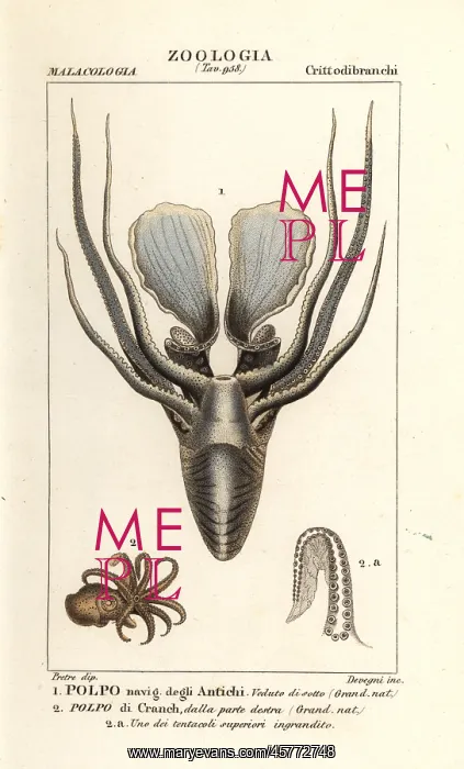 : Greater argonaut and winged argonaut octopus : Greater argonaut and winged argonaut octopus