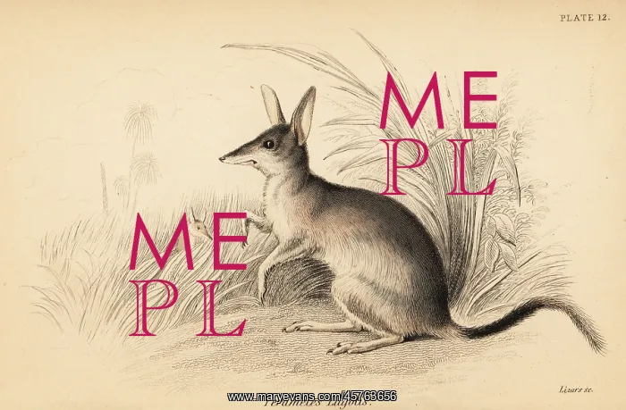 : Greater bilby, Macrotis lagotis. Endangered : Greater bilby, Macrotis lagotis. Endangered