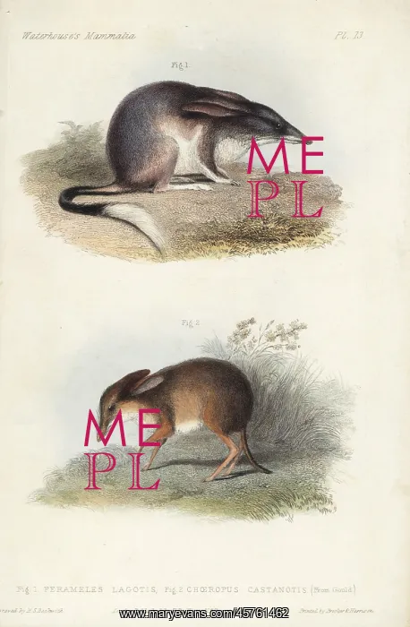 : Greater bilby and pig-footed bandicoot (extinct) : Greater bilby and pig-footed bandicoot (extinct)