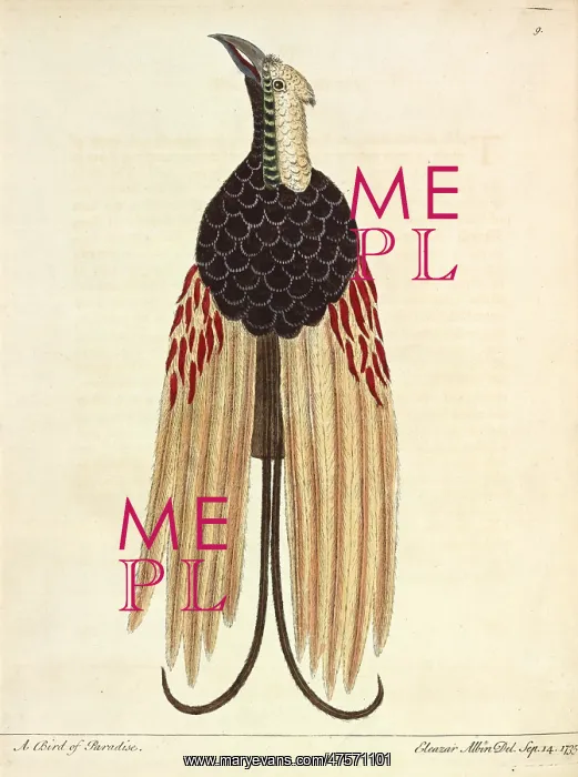 : Greater Bird of Paradise : Greater Bird of Paradise