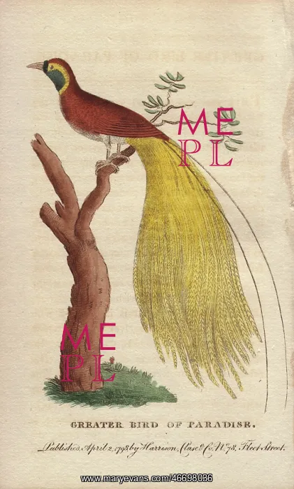 : Greater bird of paradise, Paridisaea apoda : Greater bird of paradise, Paridisaea apoda