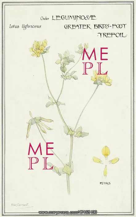  : Greater Bird's-foot trefoil