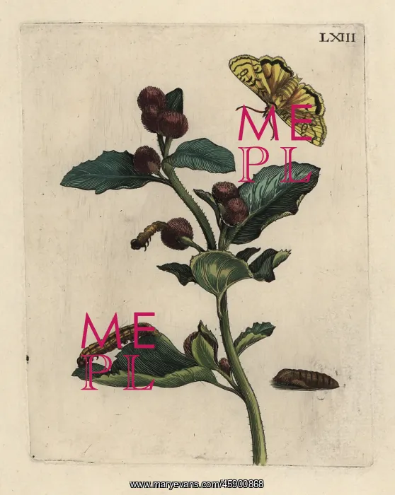 : Greater burdock with moth : Greater burdock with moth