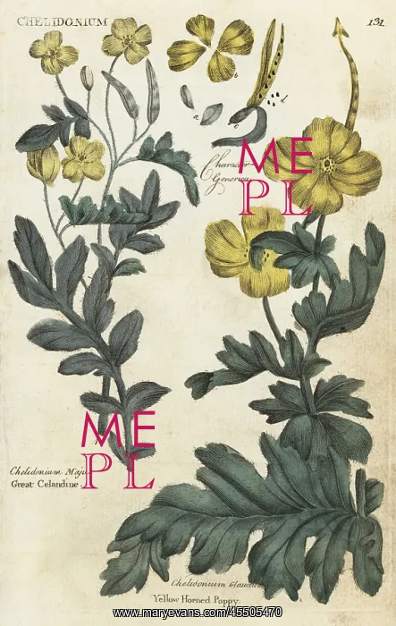 : Greater celandine and celandine : Greater celandine and celandine