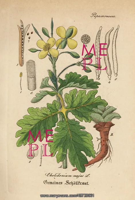 : Greater celandine, Chelidonium majus : Greater celandine, Chelidonium majus